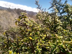 Atamisquea emarginata