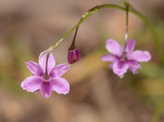 Arthropodium minus