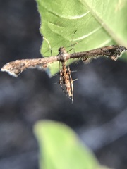 Michaelophorus indentatus