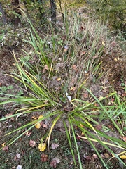 Carex virgata