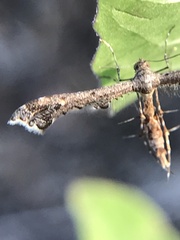 Michaelophorus indentatus