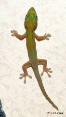 Phelsuma laticauda