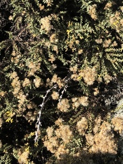 Ericameria ericoides