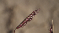 Bouteloua barbata barbata