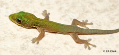 Phelsuma laticauda