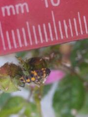 Cycloneda sanguinea