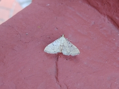Spilomelinae