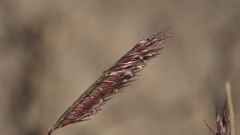 Bouteloua barbata barbata