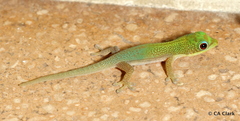 Phelsuma laticauda