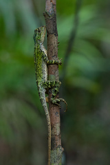 Enyalius catenatus