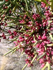Colletia spinosissima