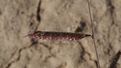 Bouteloua barbata barbata