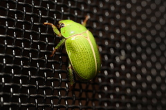 Anoplognathus prasinus