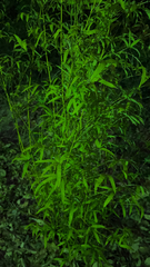 Phyllostachys aurea