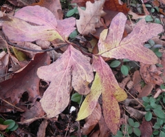 Nabalus serpentarius