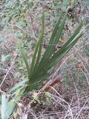 Sabal minor