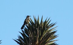 Toxostoma cinereum