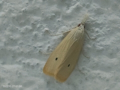 Scirpophaga