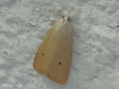 Scirpophaga