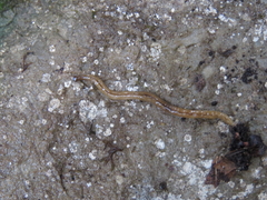 Bipalium adventitium