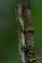 Enyalius catenatus