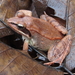 Wood Frog - Photo (c) Maya, some rights reserved (CC BY-NC), uploaded by Maya