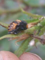 Cycloneda sanguinea