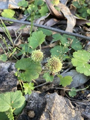 Hydrocotyle laxiflora