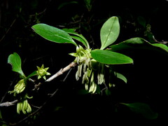 Coprosma foetidissima
