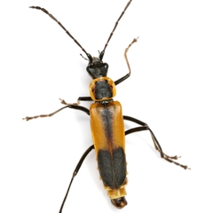 Chauliognathus limbicollis
