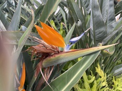 Strelitzia