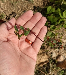 Euphorbia nutans