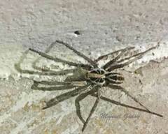 Lycosinae