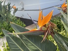 Strelitzia