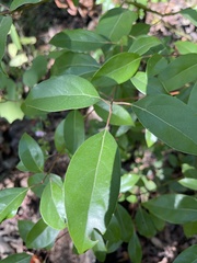 Cinnamomum camphora