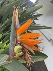 Strelitzia