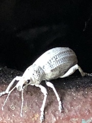 Compsus auricephalus