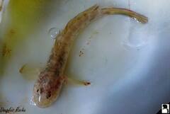 Ctenogobius boleosoma