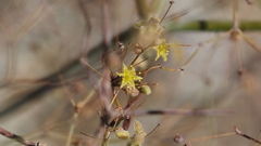 Eriogonum inflatum
