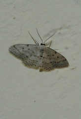 Idaea minuscularia