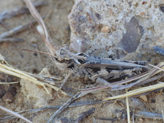 Encoptolophus costalis