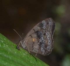 Pseudodebis valentina