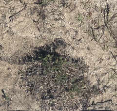 Cardionema ramosissimum