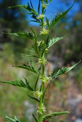 Datisca glomerata