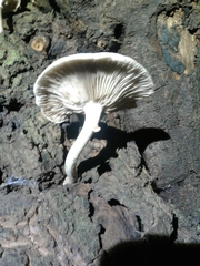 Cyclocybe aegerita