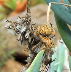 Pseudocreobotra wahlbergi