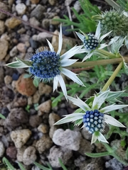 Eryngium heterophyllum