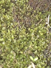 Hyophila involuta