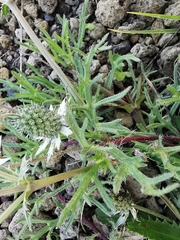 Eryngium heterophyllum