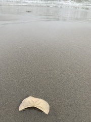 Echinarachnius parma